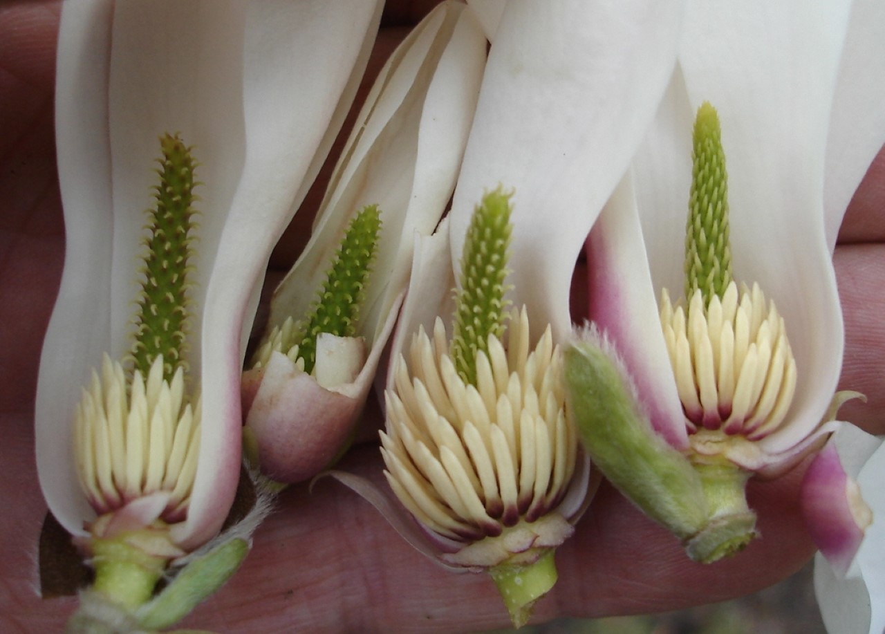 magnolia biondii